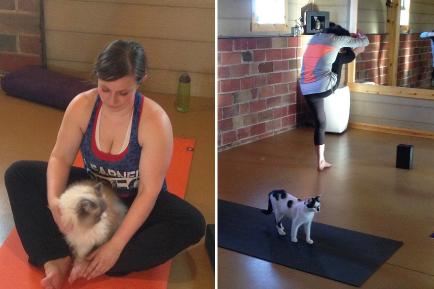 yoga cats shelter adoption homeward bound 3