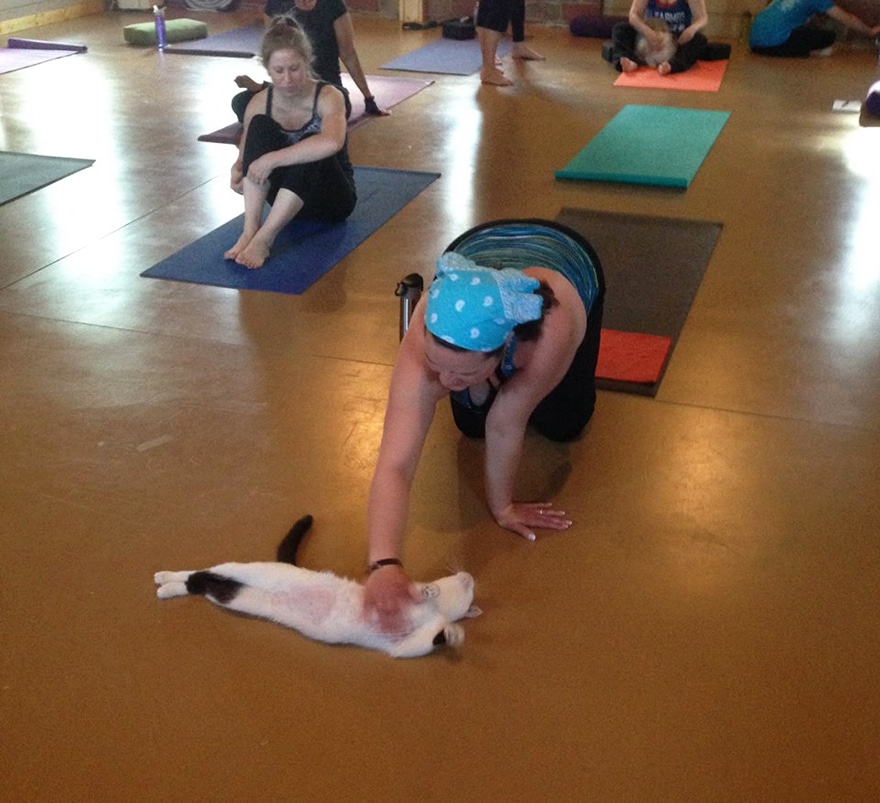 yoga cats shelter adoption homeward bound 6