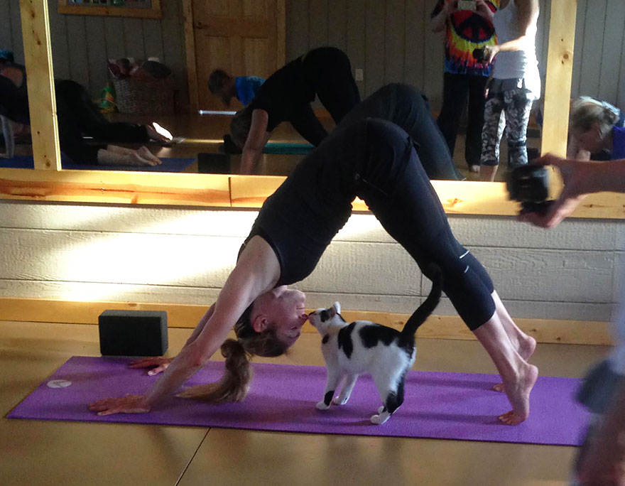 yoga cats shelter adoption homeward bound 7