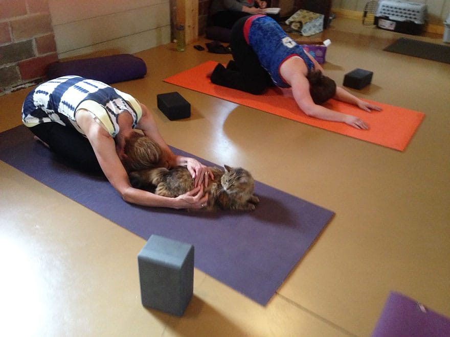 yoga cats shelter adoption homeward bound 8