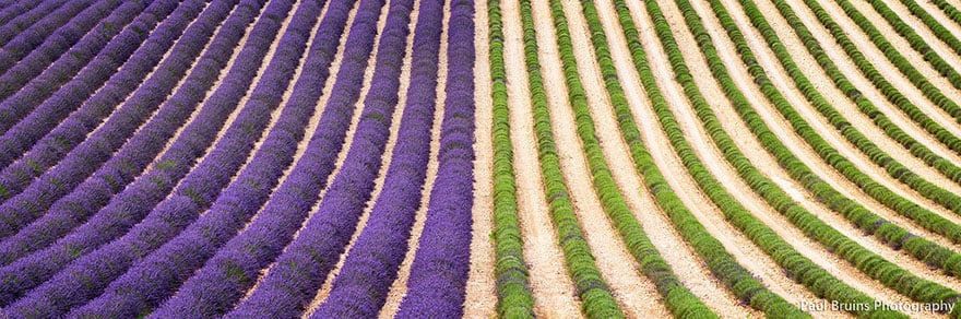 lavender-fields-harvesting-3