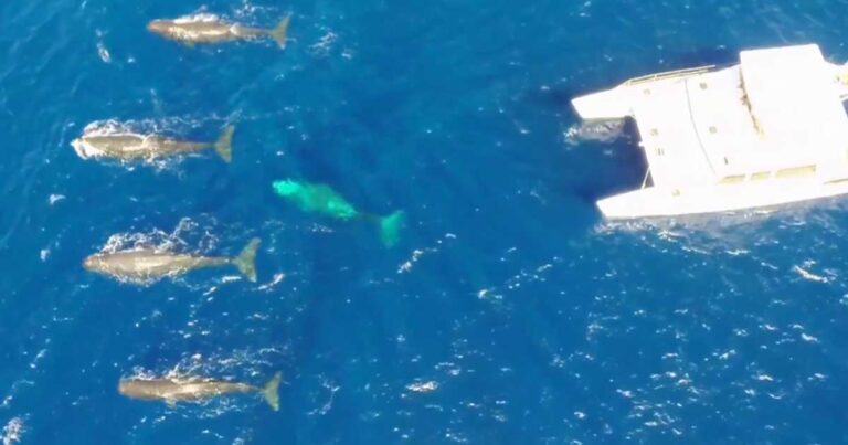 Μια σπάνια στιγμή όπου δύτες συναντούν φάλαινες με το σκάφος τους!