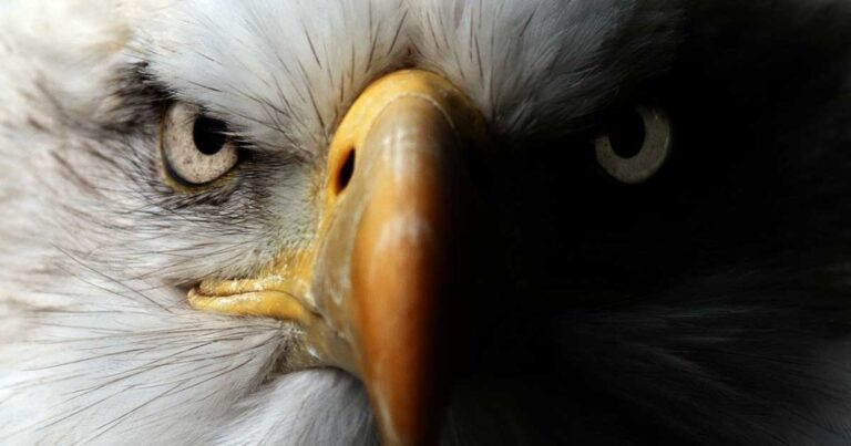 Διδακτική ιστορία: Η παραβολή του αετού.