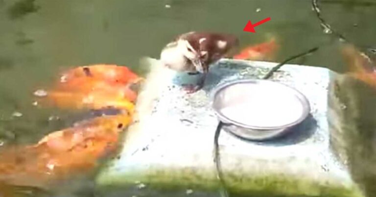 Ο τρόπος που ταΐζει αυτό το παπάκι τα ψάρια θα σας κλέψει την καρδιά!