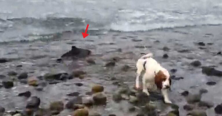 Σκύλος βοηθάει τον ιδιοκτήτη του να σώσει ένα μωρό δελφίνι που παγιδεύτηκε στην στεριά.