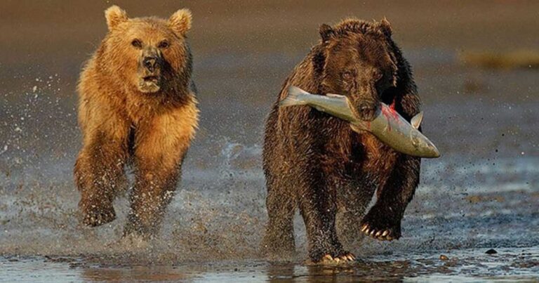 Φωτογραφίες την στιγμή που ο κυνηγός πιάνει το θύμα του να το φάει. Όμως…