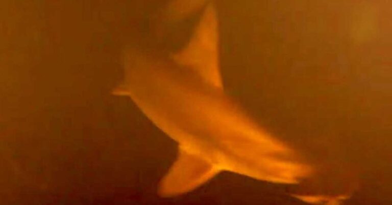 Βρήκαν ζωντανούς καρχαρίες μέσα σε ενεργό ηφαίστειο! Η απόδειξη στο.. βίντεο!