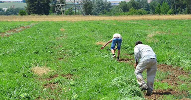 Φεύγουν οι Αλβανοί, έρχονται οι ντόπιοι: Πρώτη φορά νέοι Έλληνες στα χωράφια για δουλειά!