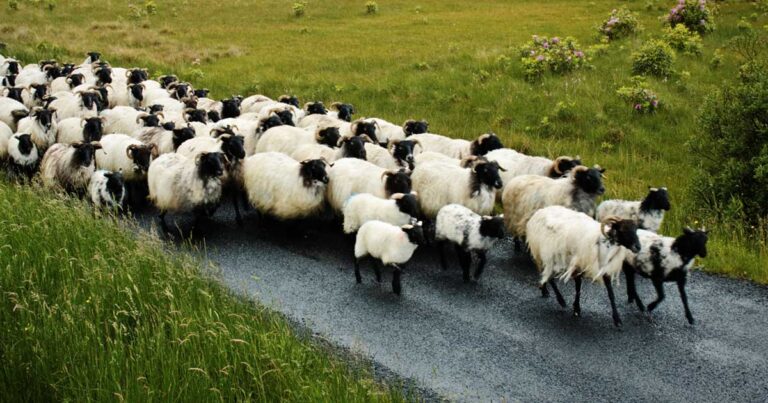 Το σύνδρομο της αγέλης: Μια λογική πλάνη.