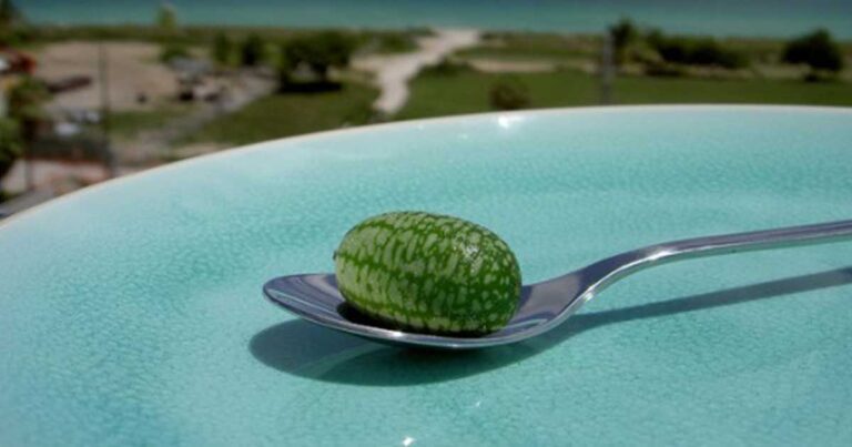 Τα μικρότερα… καρπούζια του κόσμου!