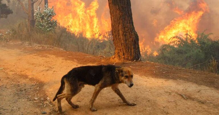 Πανελλήνια έκκληση για τα ζώα – θύματα των πυρκαγιών