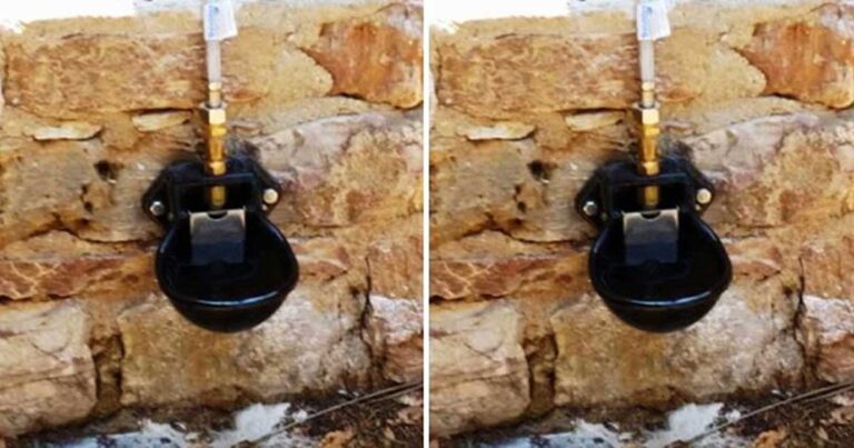 Δήμος Κηφισιάς: Τοποθετεί ποτίστρες για αδέσποτα ζώα!