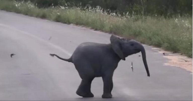 Ένα ελεφαντάκι παίζει με τα πουλιά στη μέση του δρόμου!