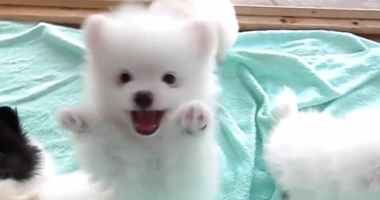 Αυτά τα χαρούμενα Πομεράνιαν κουταβάκια είναι το πιο χαριτωμένο θέαμα που θα δείτε σήμερα!