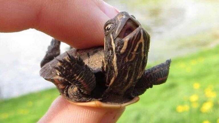 21 από τα πιο χαρούμενα ζωάκια πάνω στη γη! Θα σας κάνουν να χαμογελάσετε!