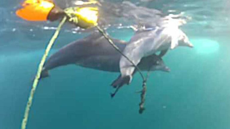 Δελφίνι βοηθάει το παγιδευμένο μικρό της να αναπνεύσει.