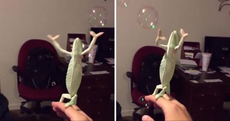 Χαμαιλέοντας δεν μπορεί να κρύψει τον ενθουσιασμό του για το παιχνίδι με τις σαπουνόφουσκες.