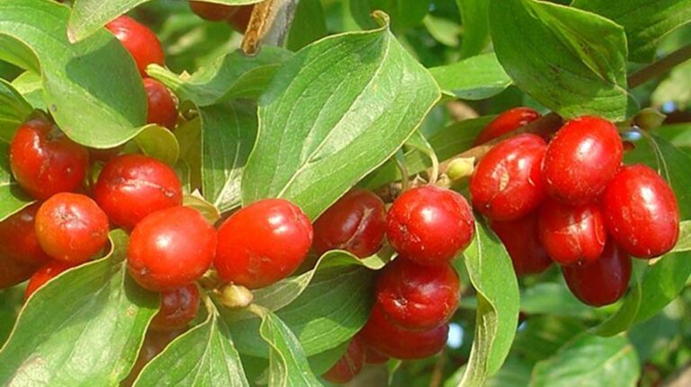 Κρανιά – κράνα: Mια ελληνική υπερτροφή, φάρμακο για την καρδιά, τον διαβήτη, το έντερο και πολλά άλλα!