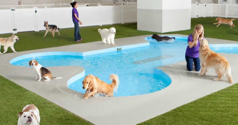 Ανοίγει ειδικό αεροδρόμιο για τετράποδα στην Νέα Υόρκη!