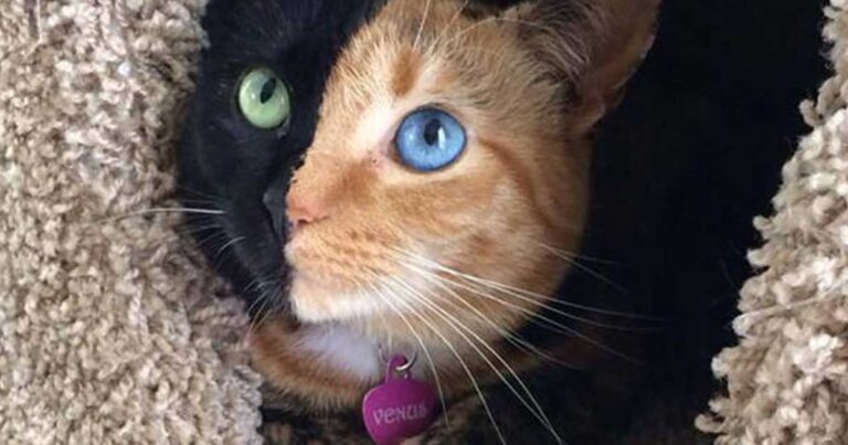 Venus: Η ξεχωριστή γάτα με τα “δυο” πρόσωπα