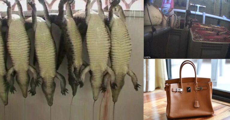 Σάλος για τον βίαιο τρόπο θανάτωσης κροκοδείλων για την κατασκευή πανάκριβων τσαντών Hermès.