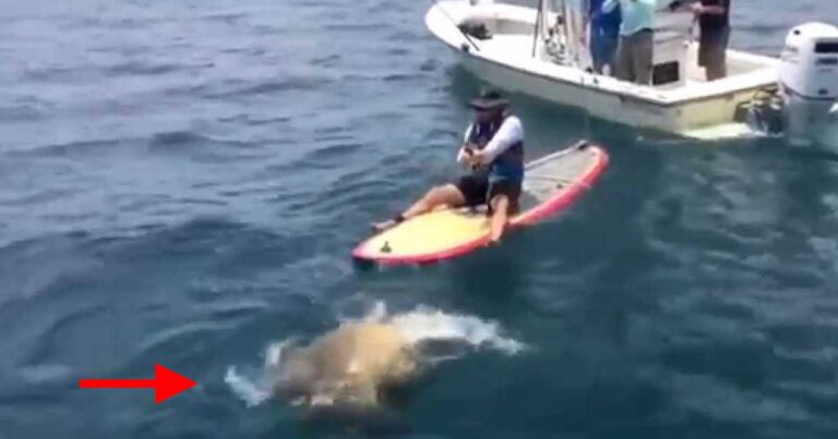 H τιτάνια μάχη ενός ψαρά με ένα ροφό-τέρας 2 μέτρων!