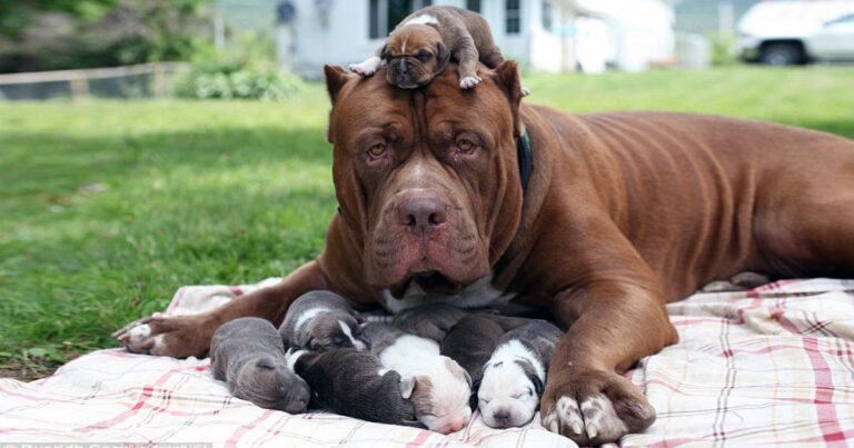Το μεγαλύτερο pit bull στον κόσμο, έγινε μπαμπάς! Tα κουτάβια του αξίζουν πάνω από 400.000 ευρώ!