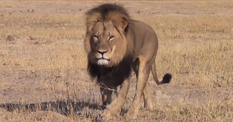 Σεσίλ: Tο εμβληματικό λιοντάρι της Ζιμπάμπουε που σκότωσε λαθροκυνηγός για 50.000 ευρώ…