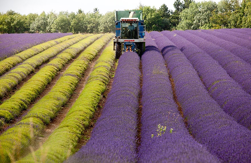 lavender-fields-harvesting-81
