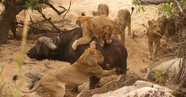 Πέντε λέαινες επιτέθηκαν σε ένα βουβάλι αλλά αύτο την έβγαλε καθαρή!