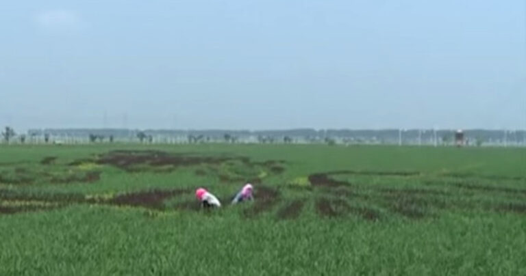 Καλλιέργειες ρυζιού που μετατρέπονται σε έργα τέχνης!