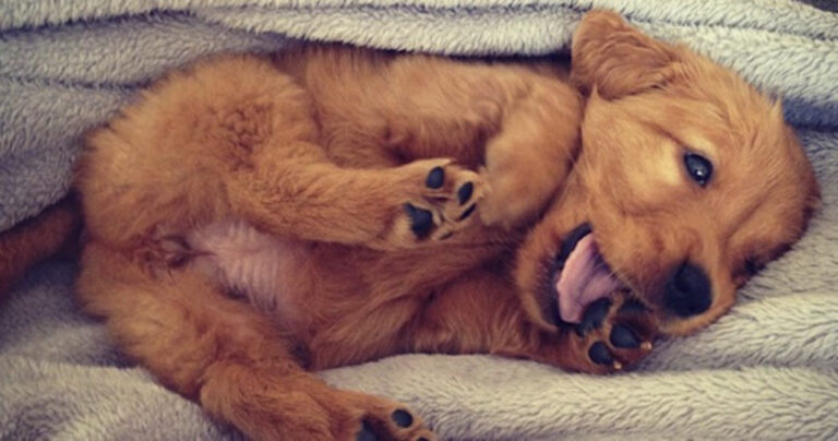 29 αξιολάτρευτα ζωάκια που θα σας φτιάξουν τη διάθεση