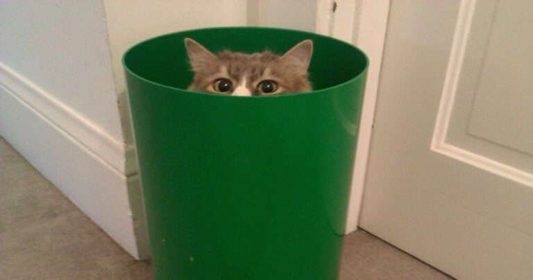 17 πανέμορφα κατοικίδια που είναι απόλυτα πεπεισμένα πως δεν μπορείτε να τα δείτε!