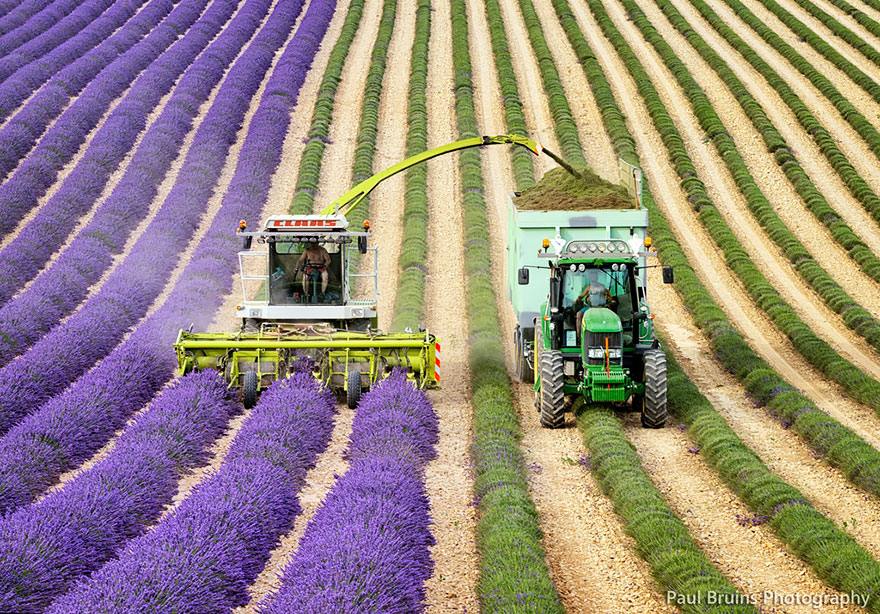 lavender-fields-harvesting-4