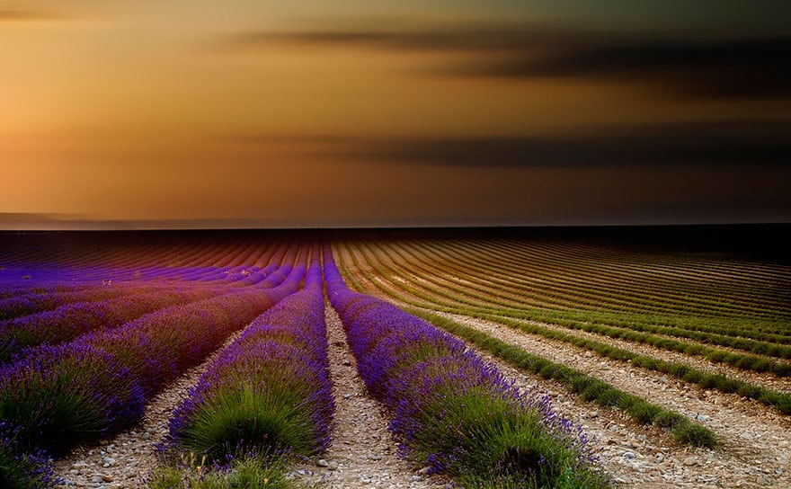 lavender-fields-harvesting-71
