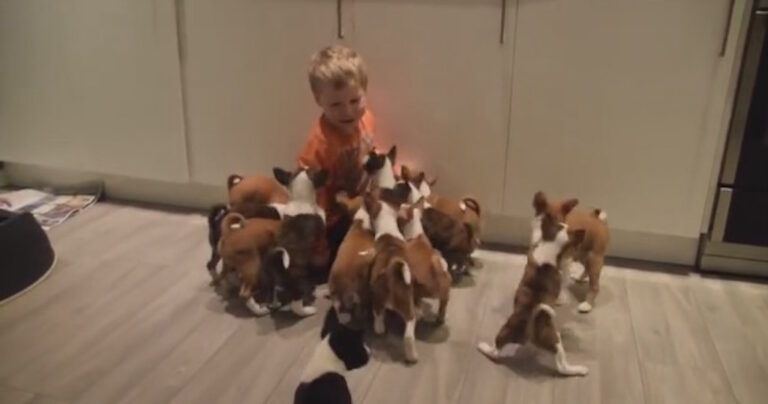 Πώς είναι να ζει κανείς με 16 κουτάβια σε ένα σπίτι;