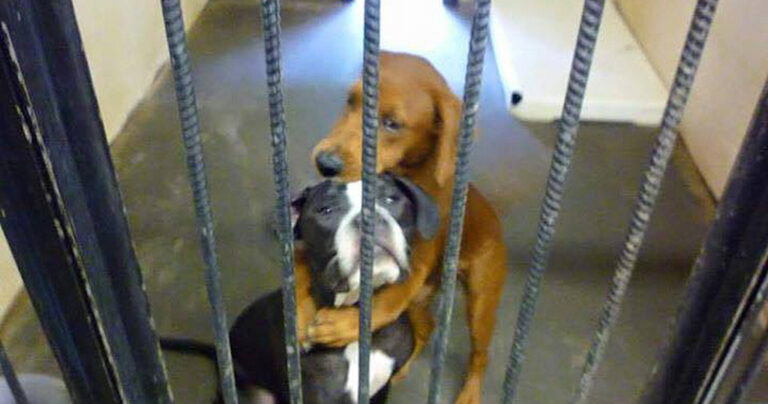 Σκύλος σε καταφύγιο ζώων σώζει τον φίλο του από την ευθανασία με μια αγκαλιά!