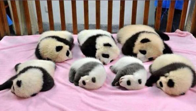 Φροντιστής πάντα:  Ένα ιδιαίτερο επάγγελμα που όσο κι αν φαίνεται περίεργο, υπάρχει!