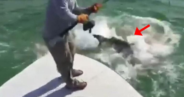 Καρχαρίας αρπάζει την λεία ενός άτυχου ψαρά