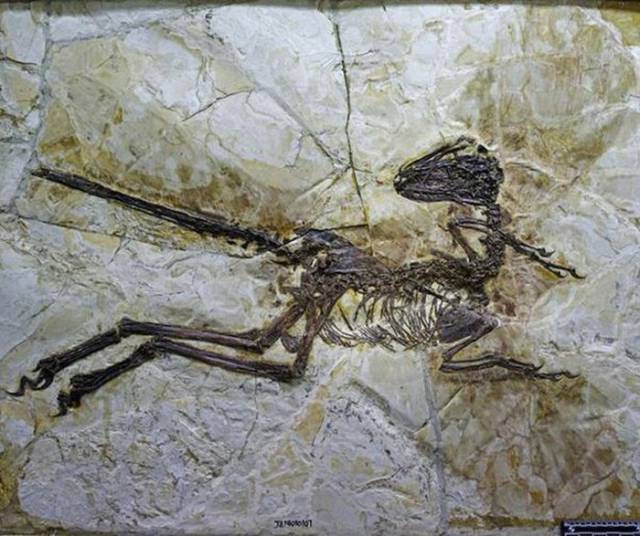 a_new_breed_of_dinosaur_is_uncovered_in_china_640_03