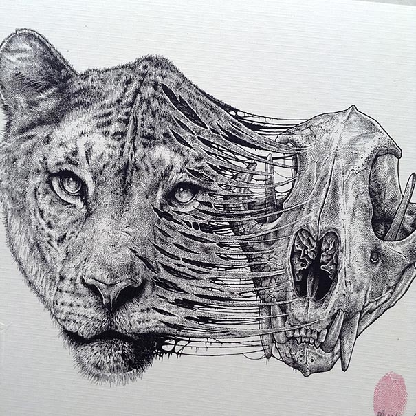 animal-skull-drawings-paul-jackson-10