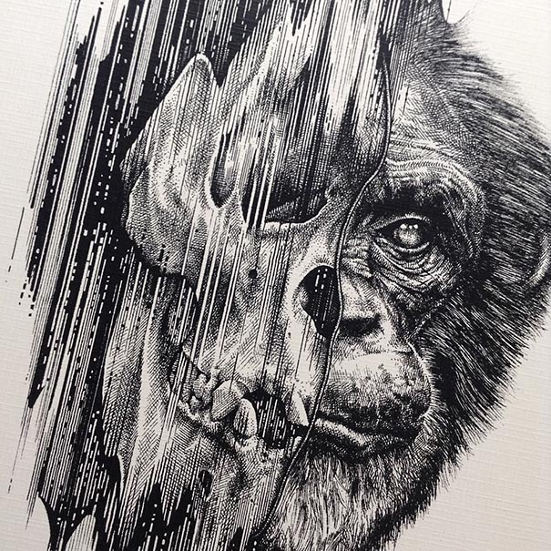 animal-skull-drawings-paul-jackson-8