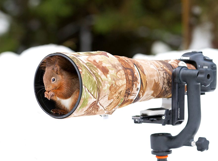 animals-with-camera-helping-photographers-11__880