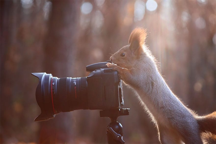 animals-with-camera-helping-photographers-27__880