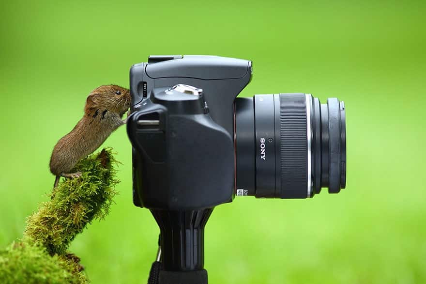 animals-with-camera-helping-photographers-3__880
