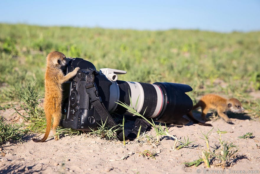 animals-with-camera-helping-photographers-4__880