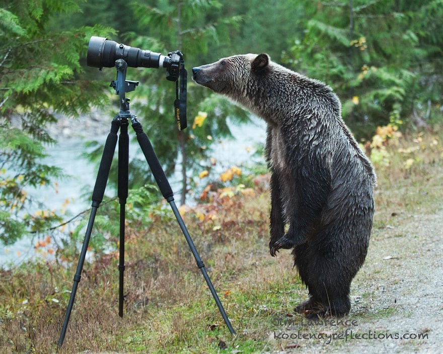 animals-with-camera-helping-photographers-9__880