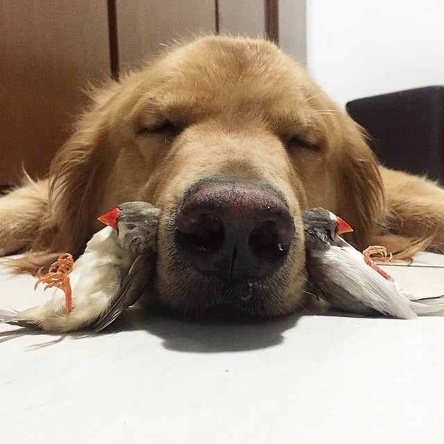 bob-golden-retriever-sao-paulo-201