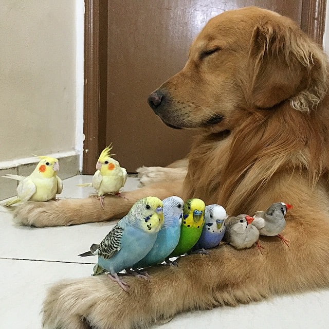 bob-golden-retriever-sao-paulo-291