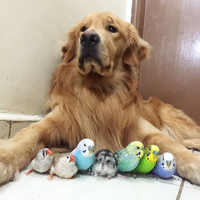 bob-golden-retriever-sao-paulo-412